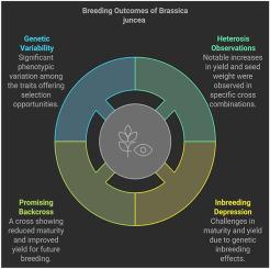 Evaluation of heterotic effects and inbreeding depression of F2 populations of Brassica juncea based on yield and yield-contributing traits