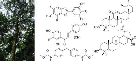 Bioactive 2-arylbenzofuran and chalcone derivatives from Morus mesozygia Stapf