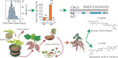 Integrated transcriptomic and metabolomic profiling identifies IbADCL1 as a key regulator of folate biosynthesis in sweet potato storage roots