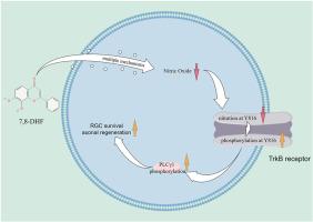 Decoding the nitration-phosphorylation switch: 7,8-Dihydroxyflavone rebalances TrkB signaling dynamics for retinal neuroprotection