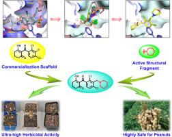 Design, synthesis and herbicidal activity of novel 2,4-dichlorobenzene-3-morpholine derivatives as potential hydroxyphenylpyruvate dioxygenase inhibitors