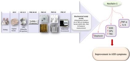 Nesfatin1 attenuates autism-like behavior via antioxidant, anti-inflammatory activities in a prenatal valproic acid-induced rat model of autism