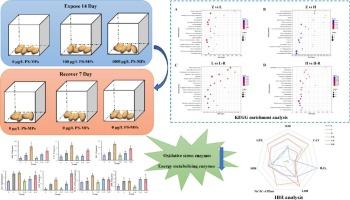 The plastic threat to marine gastropods: Oxidative stress, energy metabolism and impaired recovery in juvenile abalone (Haliotis discus hannai) exposed to polystyrene microplastics