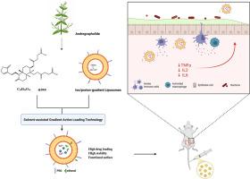 Development and optimization of solvent-assisted gradient active loading technique (SGALT) to improve the encapsulation efficiency and ulcerative colitis efficacy of liposomal andrographolide derivatives