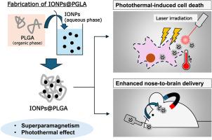 Fabrication and application of iron oxide-encapsulated PLGA nanoparticles with dual responsiveness to magnetic fields and light for nose-to-brain drug delivery