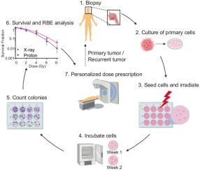 In vitro determination of patient-specific variation challenges the universal RBE gold standard for proton radiation therapy