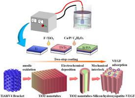 Preparation of porous TC4 bone scaffold VEGF-Si/HA-TiO2 nanotube composite coating: crystal structure improvement and bio sustained release promoting angiogenesis and osteogenic regeneration