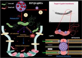 Ultrasonic nanoengineering of biocompatible lignin-ergothioneine hybrids for targeted membrane disruption and sustained oral eradication of Helicobacter pylori