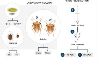 Prevalence, replication, and tissue-specific localization of Euschistus heros virus (EhV) across life stages of the Neotropical brown stinkbug Euschistus heros (Hemiptera: Pentatomidae)