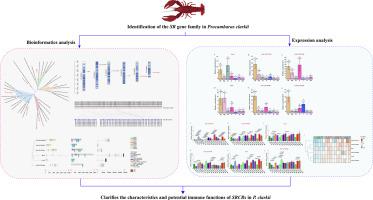 Genome-wide identification of the SR gene family in Procambarus clarkii and their expression responses to Vibrio parahaemolyticus under non-lethal heat shock