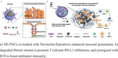 Fluorinated albumin nanocages dually target CAFs and tumor cells to potentiate bladder cancer chemoimmunotherapy