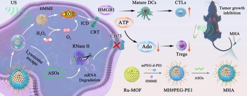 Antisense oligonucleotide-loaded nanozyme reverses tumor immune suppression through sonogenetic metabolic therapy