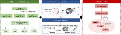 Integrative analysis of levofloxacin-induced liver injury: Insights from pharmacovigilance, human liver organoids, and extracellular vesicle proteomics