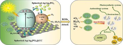 Efficient algae inactivation by self-floating carbon-fiber cloth deposited with Ag/Ag3PO4 photocatalyst: Performance, mechanism and application insights