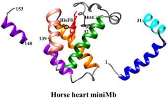Horse heart mini- and full length-myoglobin: pH effects on CO binding