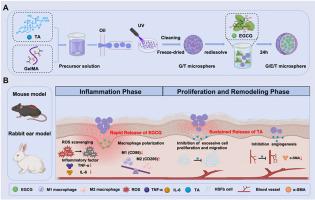 Sequential drug-release microsphere system for scarless wound healing