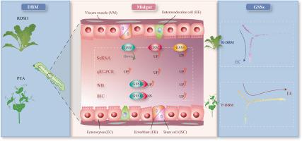 Single-cell transcriptomic profiling reveals diet-dependent dynamics of glucosinolate sulfatases expression and cellular origin in the midgut of Plutella xylostella