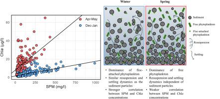 Vertical dynamics of suspended particulate matter and chlorophyll-a in a well-mixed coastal turbid system
