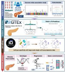 Genome-wide association study identifies FUT2 rs601338 polymorphism linking intra-pancreatic fat deposition to chronic pancreatitis