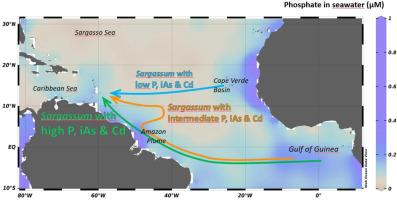 The Guiana current: a fast-lane to the Caribbean for holopelagic Sargassum contaminated in arsenic and cadmium