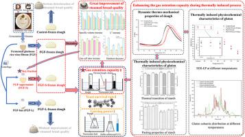 Improvement on the quality of frozen dough steamed bread by fermented glutinous rice wine filtrate: Insights into the thermally induced physicochemical characteristics of gluten and starch