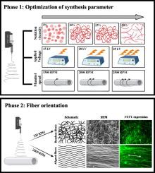 Influence of electrospinning parameters on polycaprolactone fiber alignment for the differentiation of embryonic stem cells into neuronal lineage – A systematic study