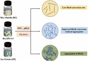 Heterologous amyloid fibril complexes formed by rice glutelin and soy protein: Assembly behavior and physicochemical properties