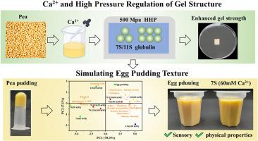 Calcium and high pressure regulation of 7S/11S pea globulin gel structure for simulating egg pudding texture