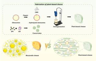 Plant cheese based on complex coacervation with enrichment of oleosomes