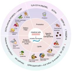 Food regulation of incretin axis: Molecular mechanisms and clinical outlook in diabetes