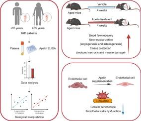 Effects of apelin on age-associated neovascularization impairment in peripheral artery disease