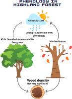Do stem functional traits determine the phenology of tree species in semiarid highland forest, Brazil?