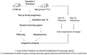 Mammary gland metabolism and its relevance to the fetoplacental expression of cytokine signaling in caveolin-1 null mice