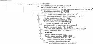 Phenotypic, secondary metabolite, and genomic characterization of Bacillus siamensis B03 from brackish water with Anti‑Vibrio potential