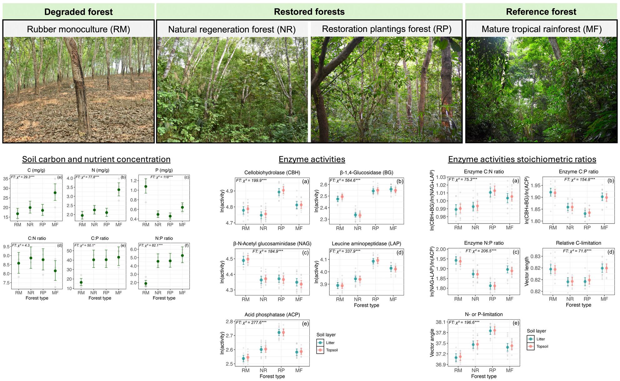 Soil Enzyme Stoichiometry Indicates the Alleviation of Microbial Carbon and Nutrient Limitations After Forest Restoration in Rubber Monocultures, Southwest China