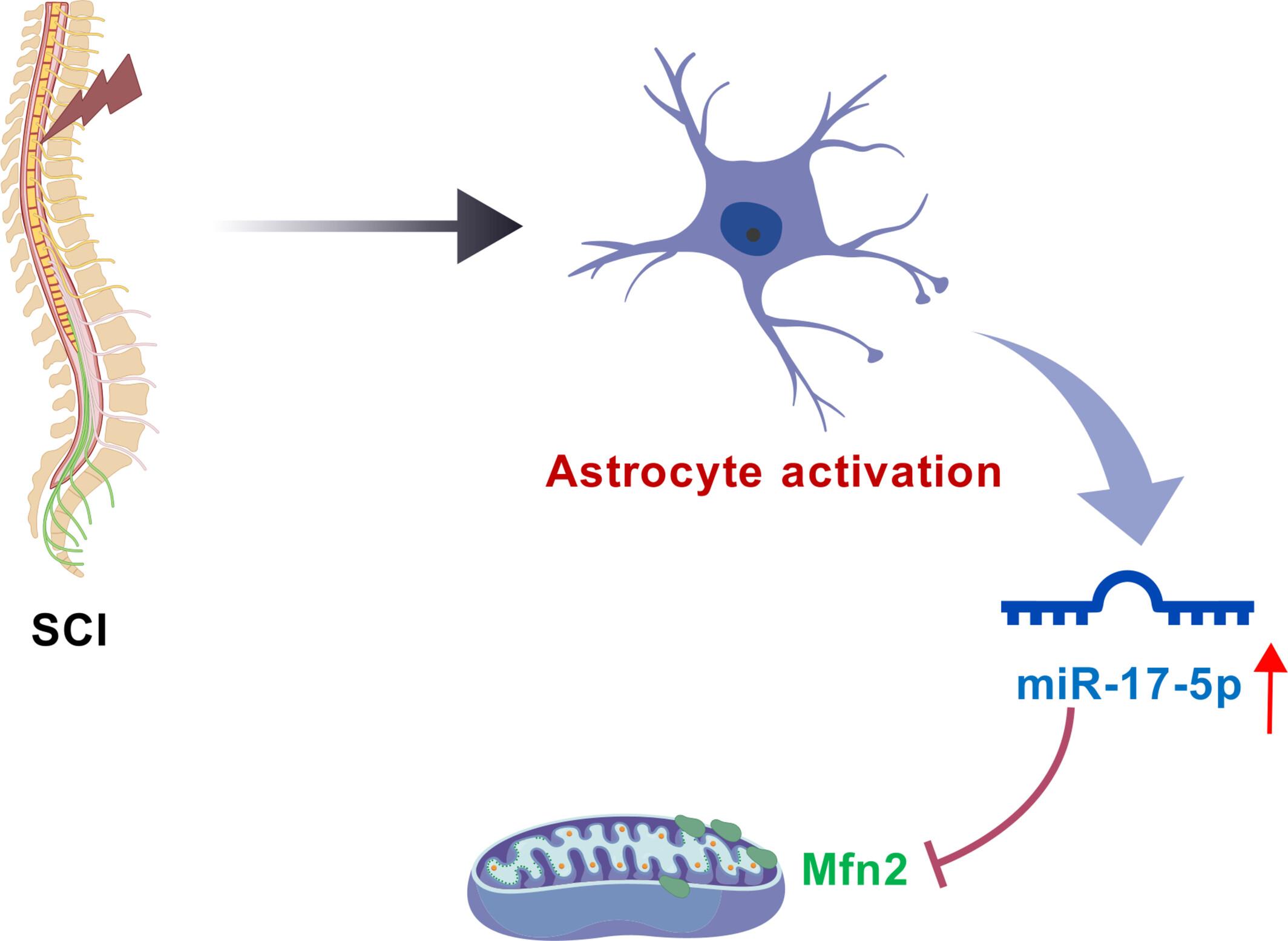 miR-17-5p Regulates Astrocyte Activation Through Targeting Mfn2 to Improve Nerve Function in Rats With Spinal Cord Injury
