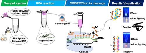 Development of a Label-Free Colorimetric and Fluorescent Diagnostic Platform for Foodborne Salmonella Based on RPA-CRISPR/Cas12 Assay in a Single Tube