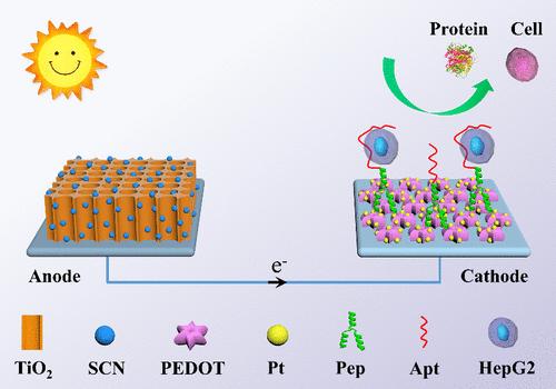 Peptide-Conjugated Dual-Photoelectrode Platform for Enhanced Anti-Interference Photoelectrochemical Cytosensing