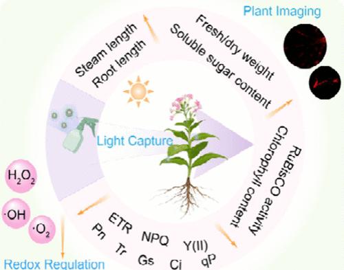 Sunlight Broad Spectrum-Capturing Nanophotofertilizer for Plant Growth Multiregulation and Second Near-Infrared Imaging