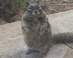 SQUIRREL: An open-source software suite for quantum dynamics calculations on complex geometries with time-dependent electric/magnetic fields
