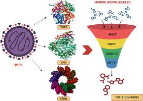 Marine bioactive molecules as potential antiviral agents against HMPV key proteins: An integrated machine learning based in-silico approach