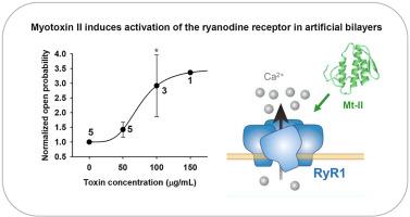 Myotoxin II, a snake venom Lys49 phospholipase A2 homolog, induces activation of the ryanodine receptor in artificial bilayers