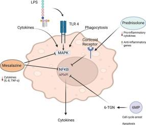 Proteomic profiling of macrophages: effects of inflammatory activation and anti-inflammatory treatment with IBD therapeutics