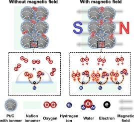 Performance enhancement of oxygen reduction reaction in proton exchange membrane fuel cells using magnetic fields under various cathode design conditions