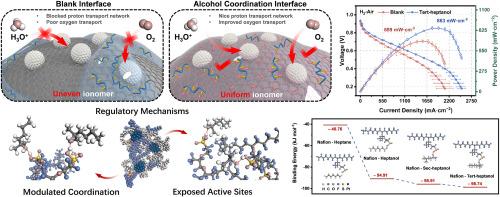 Dynamic regulation of ionomer/catalyst interface via alcohol coordination engineering: Toward high–efficiency proton and oxygen transport in proton exchange membrane fuel cells