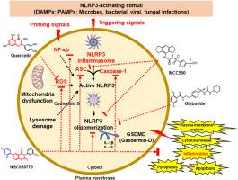 Machine learning–driven discovery of NSC828779 as a multi-mechanistic NLRP3 inflammasome inhibitor for inflammatory diseases