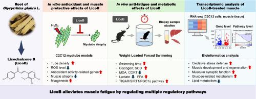 Licochalcone B alleviates exercise-induced muscle fatigue through its antioxidant activity in experimental mice