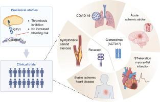 Blocking platelet glycoprotein VI (GPVI) as a promising antithrombotic treatment