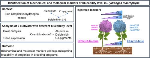 Identification of biochemical and molecular markers of blueability level in Hydrangea macrophylla