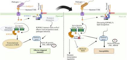 Functional insights into avrPto5 from Pseudomonas syringae pv. actinidiae and its interaction with zinc finger proteins regulating plant defenses
